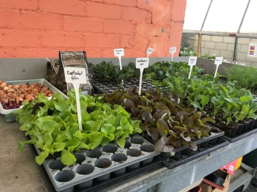 Setzlinge für den Garten