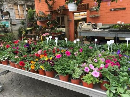 Sommerblumen